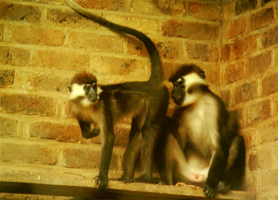 Collared Mangabey (Cercocebus torquatus torquatus) at Pretoria Zoo