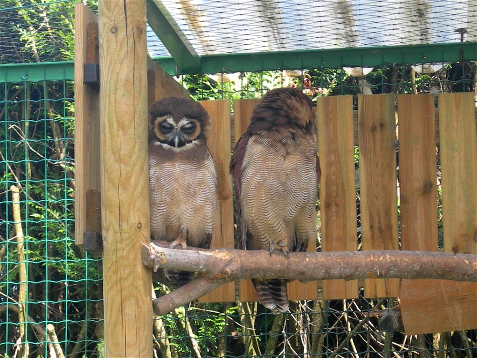 Strix leptogrammica, zoo in Fitilieu, France