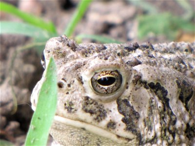 One of the best things about our new office at the Rainwater Basin Wetland Management District is our summer visitors. These toads seem to enjoy our building and I can't thank them enough for consumin