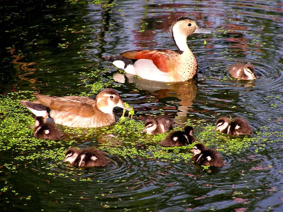 Rotschulterente, Ente, Erpel, Küken.