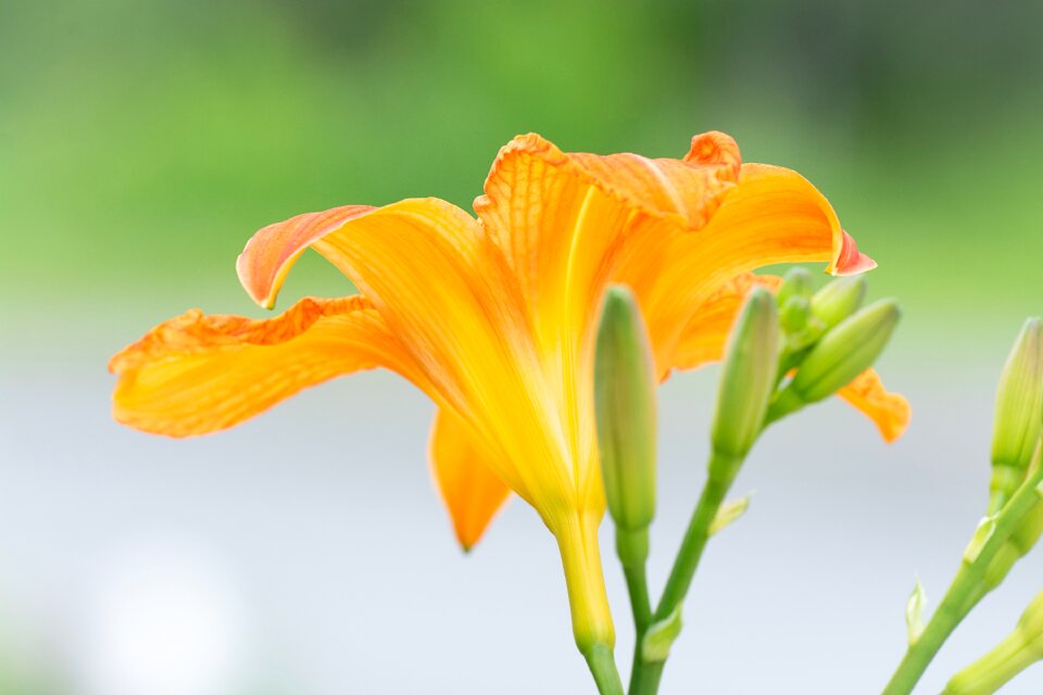 Orange blossom flower blossom