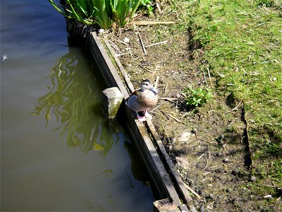 cute mandarin duck!