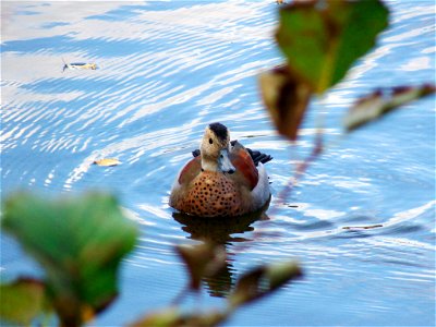 Ringed Teal (male) November 2008