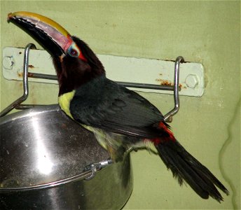 Green Aracari (Pteroglossus viridis) photo