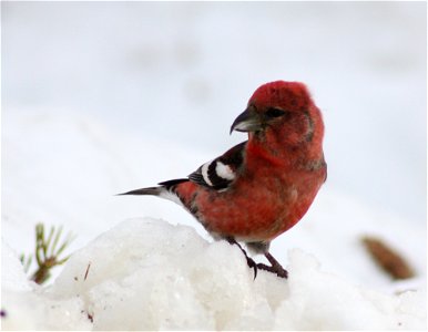 Two-barred Crossbill Loxia leucoptera bifasciata (male) in Kittilä, Finland.