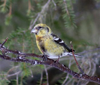 Two-barred Crossbill Loxia leucoptera bifasciata (female) in Kittilä, Finland.