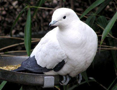 Pied.imperial.pigeon.arp