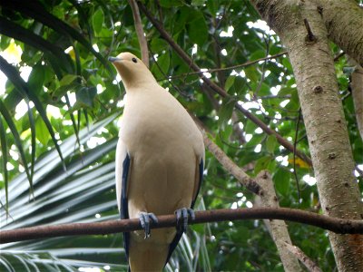A white bird of unknown species.