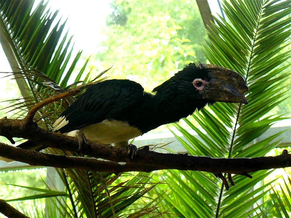 Bycanistes bucinator at Augsburg Zoo, Germany