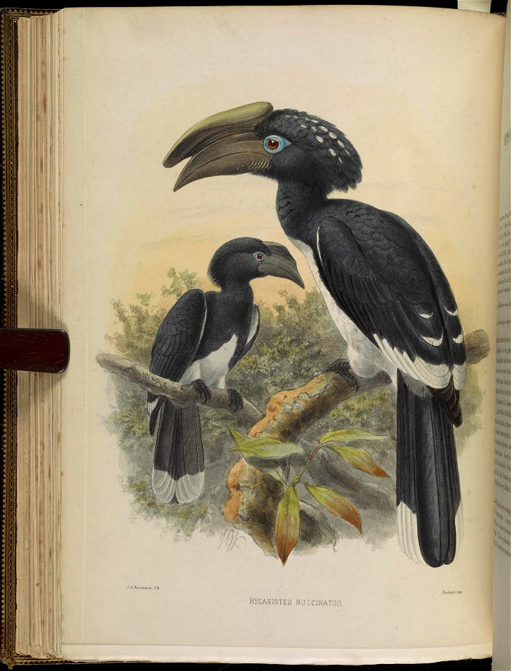 A monograph of the Bucerotidæ, or family of the hornbills.