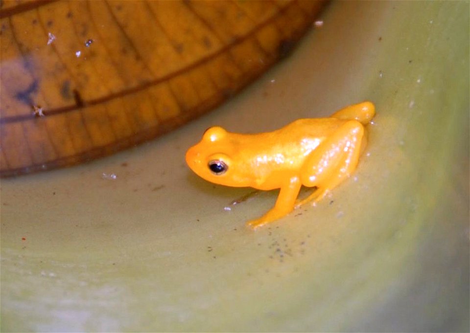 Golden Frog that lives in a bromeliad