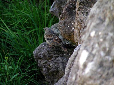 イワヒバリ乗鞍岳肩の小屋