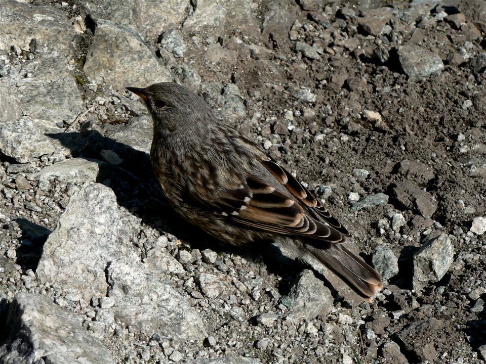 Alpine Accentor on top of Krivan, High Tatras, Slovakia.