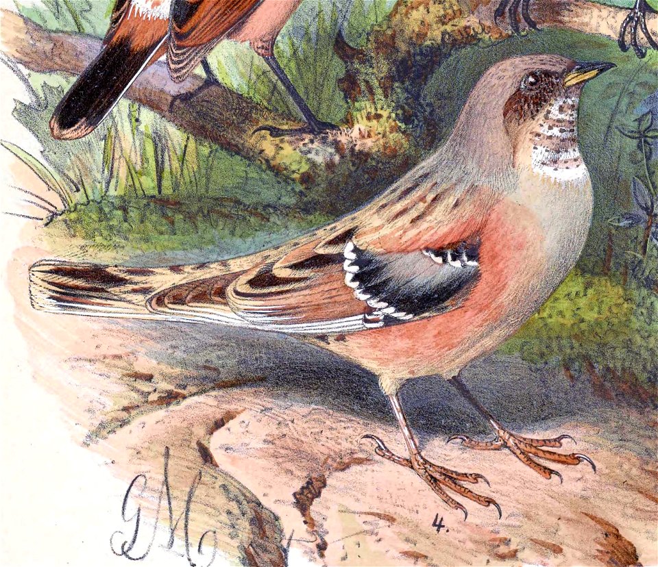 English:  « Accentor alpinus var. rufilatus » = Prunella collaris rufilata (Subspecies of Alpine Accentor) - maleFrançais :  « Accentor alpinus var. rufilatus&#