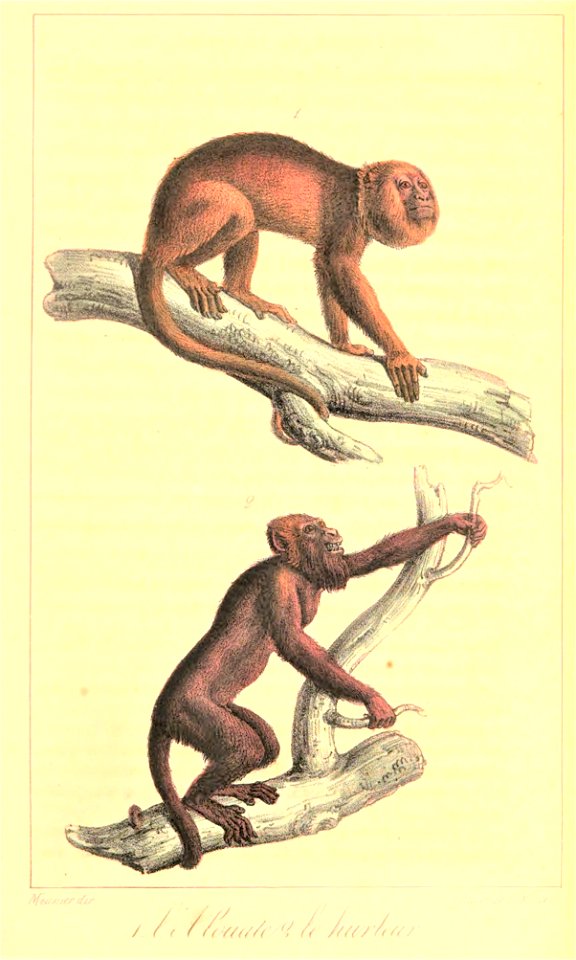 Alouatta guariba & Alouatta seniculus