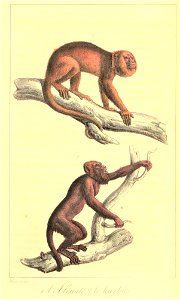 Alouatta guariba & Alouatta seniculus