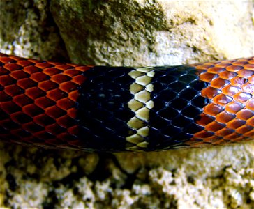 Serpent faux-corail ( Lampropeltis triangulum sinaloae, habitat Sud-Ouest du Mexique), détail des écailles. L'Ile aux Serpents, à La Trimouille (86).