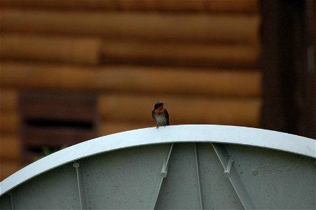 Pacific Swallow (Hirundo tahitica) on Borneo