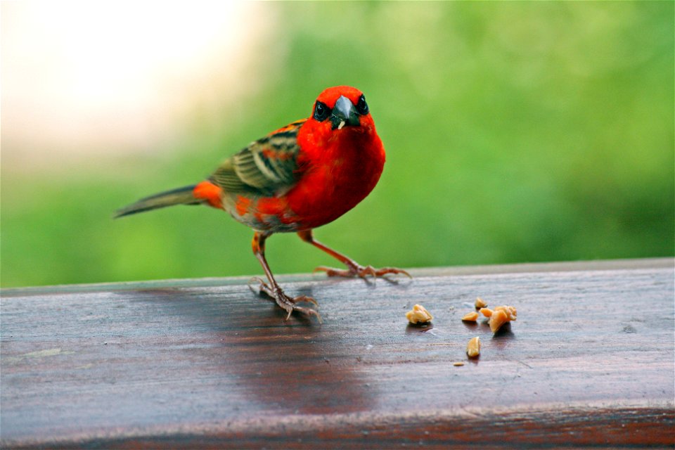 Foudia madagascariensis ("Madagascar Fody")) on Praslin island on the Seychelles