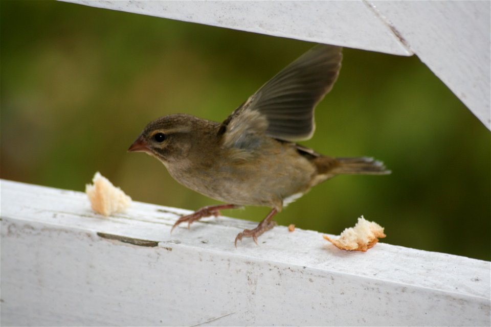 Female Foudia madagascariensis ("Madagascar Fody")) on Praslin island on the Seychelles