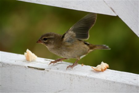Female Foudia madagascariensis ("Madagascar Fody")) on Praslin island on the Seychelles