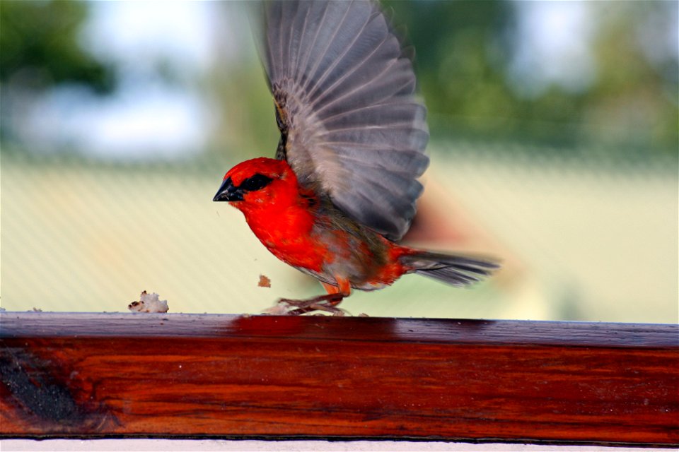 Foudia madagascariensis ("Madagascar Fody")) on Praslin island on the Seychelles