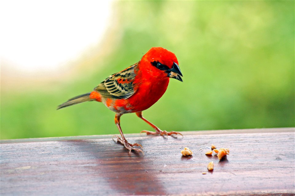 Foudia madagascariensis ("Madagascar Fody")) on Praslin island on the Seychelles