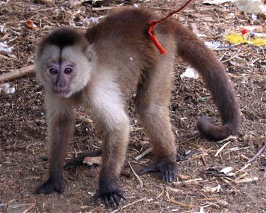 A captive Wedgecape capuchin monkey in a French Guyana indian tribe.