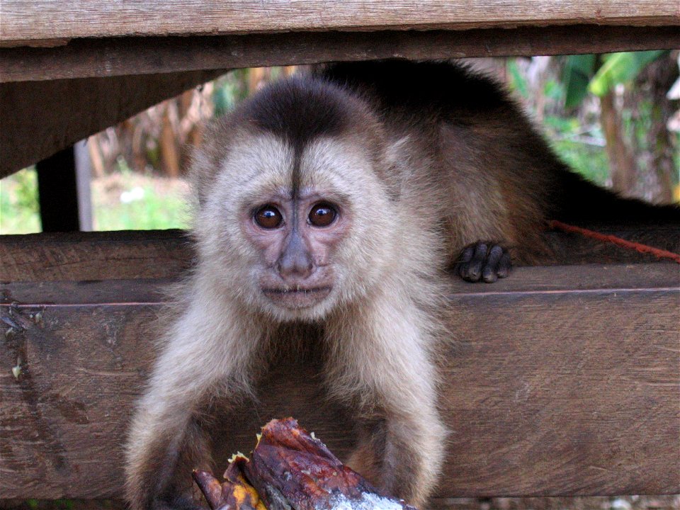 Wedge-capped capuchin monkey