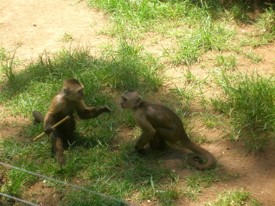 Weeper Capuchin. Taken in the Zoological Center of Tel Aviv-Ramat Gan, Israel