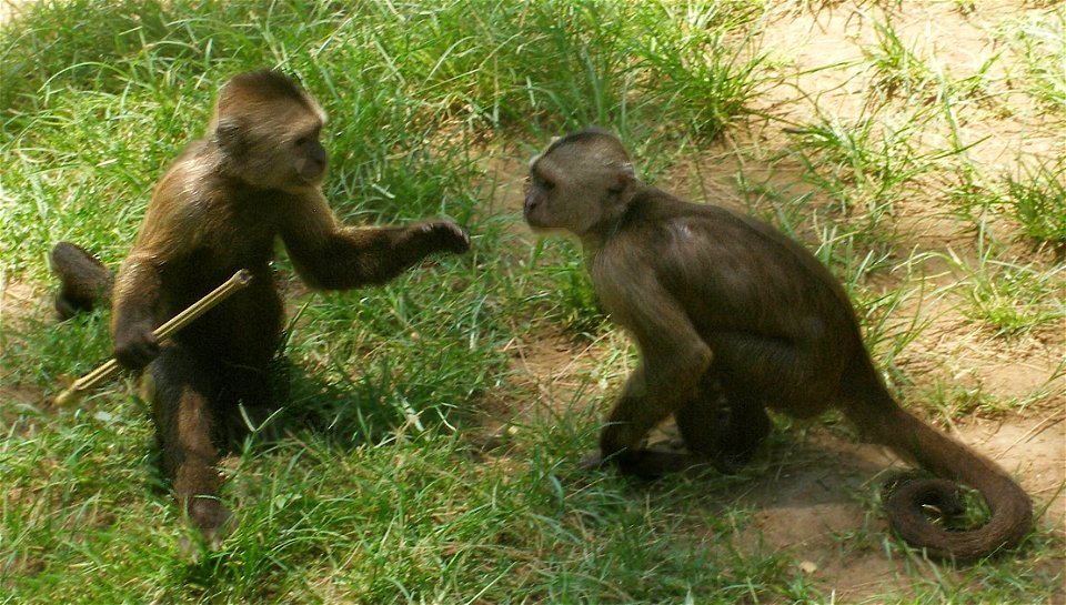 Weeper Capuchin. Taken in the Zoological Center of Tel Aviv-Ramat Gan, Israel