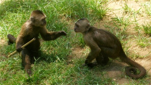 Weeper Capuchin. Taken in the Zoological Center of Tel Aviv-Ramat Gan, Israel
