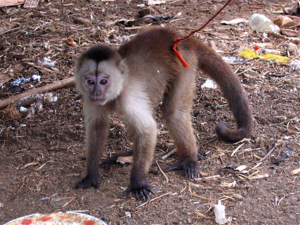 A captive Wedgecape capuchin monkey in a French Guyana indian tribe.