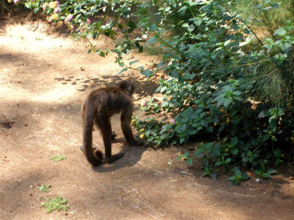 Weeper Capuchin. Taken in the Zoological Center of Tel Aviv-Ramat Gan, Israel