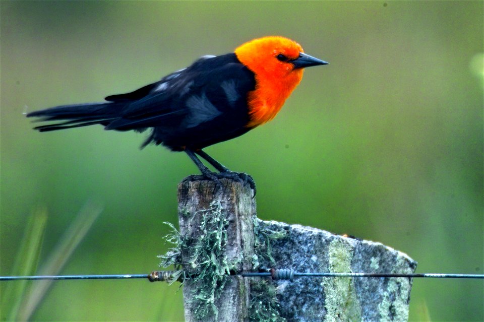 Scarlet-headed Blackbird, Amblyramphus_holosericeus, by Ken Erickson, en:User:Kenvanportbc.