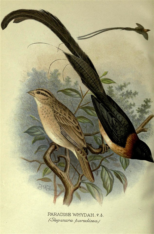 Foreign finches in captivity.