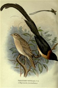 Foreign finches in captivity.