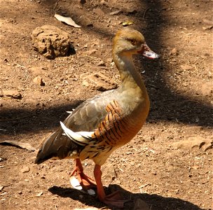 Plumed Whistling Duck found in Central Queensland, Australia photo