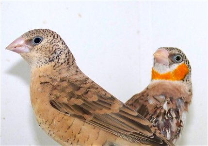 Cut-throat Finch (Amadina fasciata)