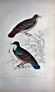 Gallicolumba rufigula & Gallicolumba crinigera