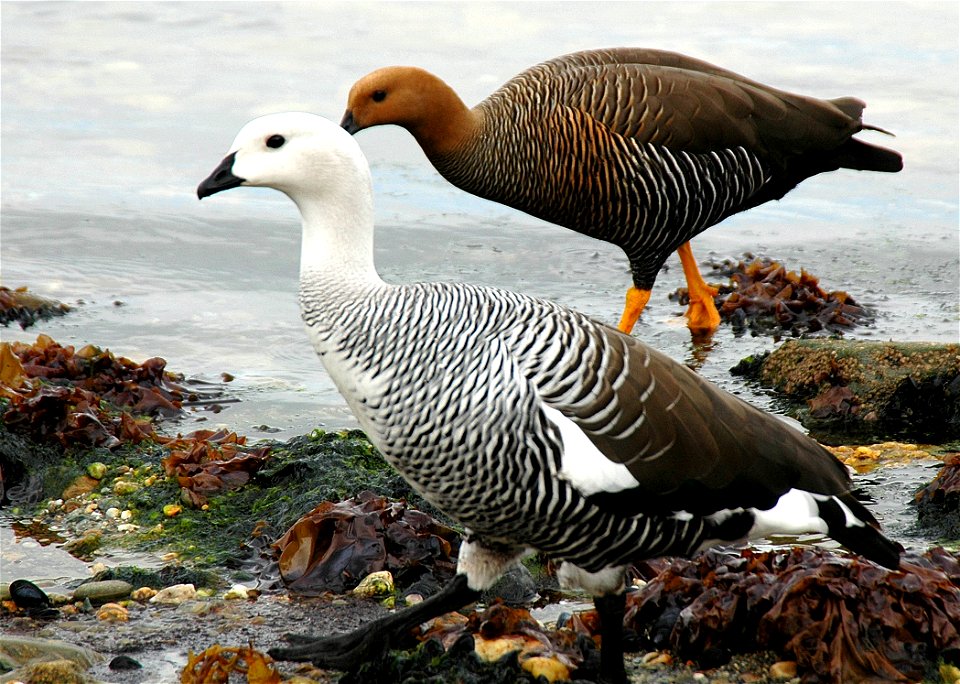 Upland Goose pair in Ushuaia, Argentina