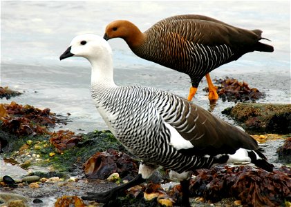 Upland Goose pair in Ushuaia, Argentina