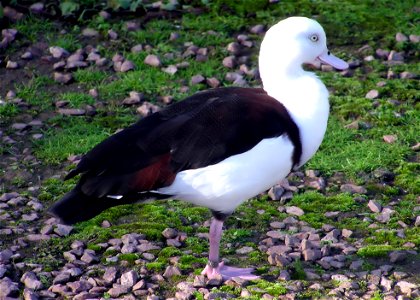 Radjah Shelduck Tadorna radjah at the Wildfowl and Wetlands Trust, Slimbridge,  Gloucestershire, England.