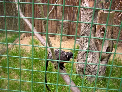White-lipped Tamarin (Saguinus labiatus); Zoopark in Zájezd, Kladno District, Czech Republic.