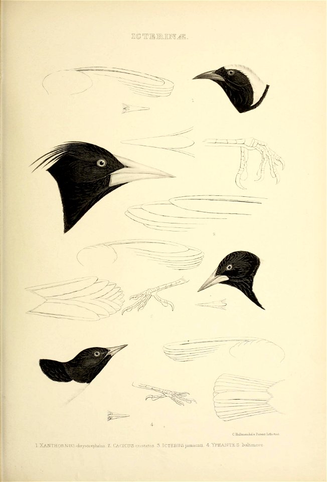 Order II. PASSER ES. 
Tribe IV. CONIROSTKES. 
Family III. Sttrxida-:. 
The seventh Subfamily, 
AGKLAINiE, or Troop-Birds, 
have the Bill the length of the head or shorter, completely conical, with the