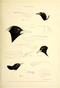 Order II. PASSER ES. 
Tribe IV. CONIROSTKES. 
Family III. Sttrxida-:. 
The seventh Subfamily, 
AGKLAINiE, or Troop-Birds, 
have the Bill the length of the head or shorter, completely conical, with the