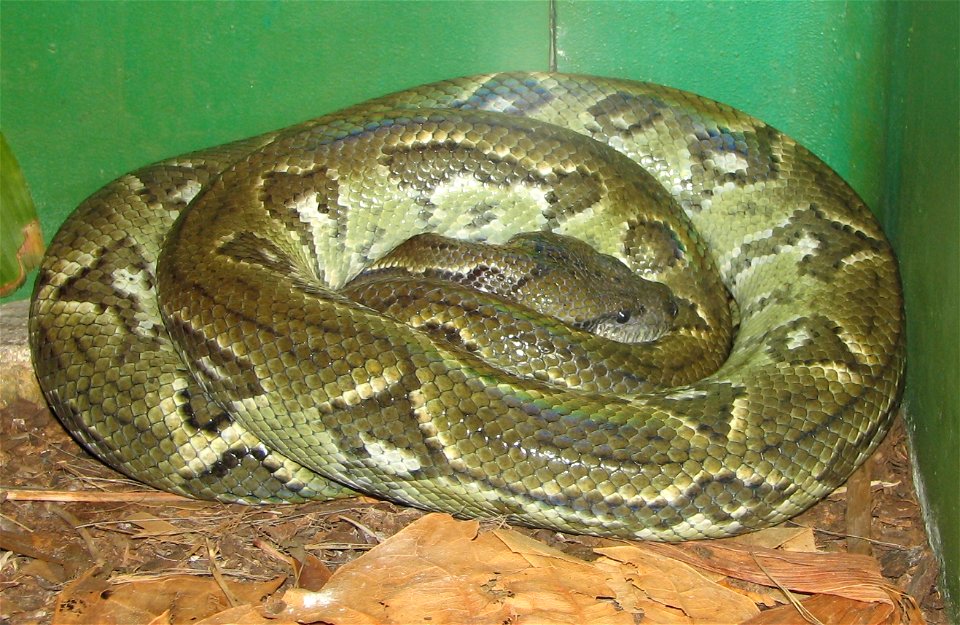 Sanzinia madagascariensis