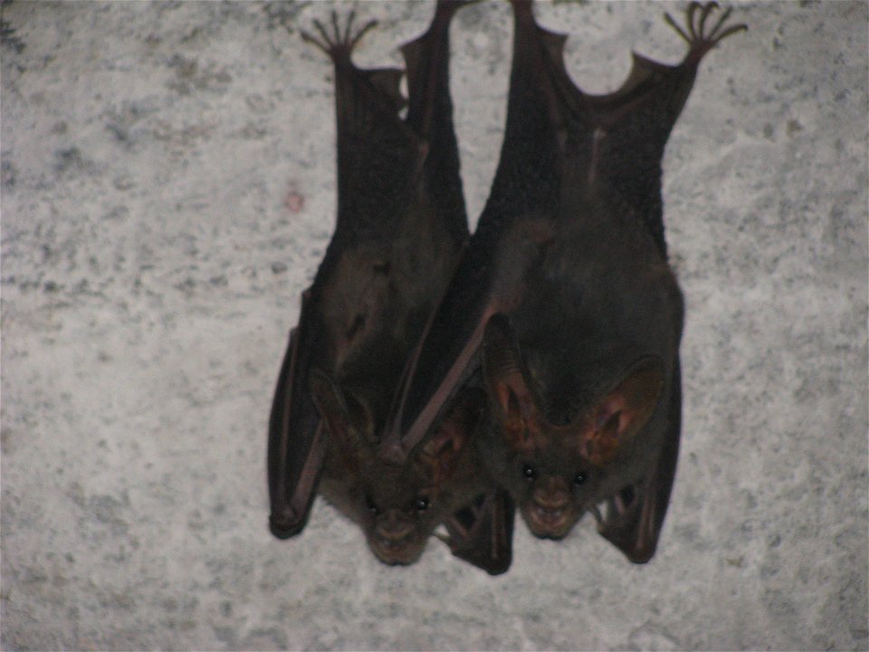 Lesser False Vampire Bat (Megaderma spasma).