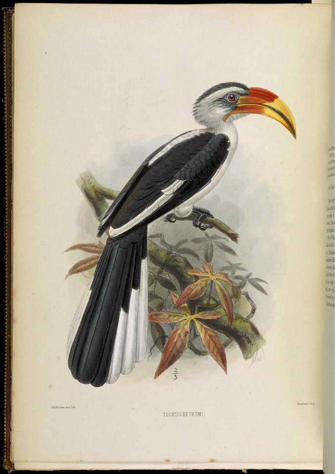 A monograph of the Bucerotidæ, or family of the hornbills.