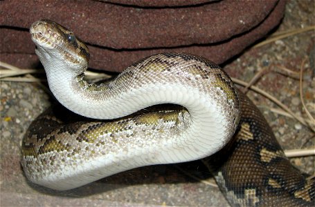 Python anchietae (Angolian Python)